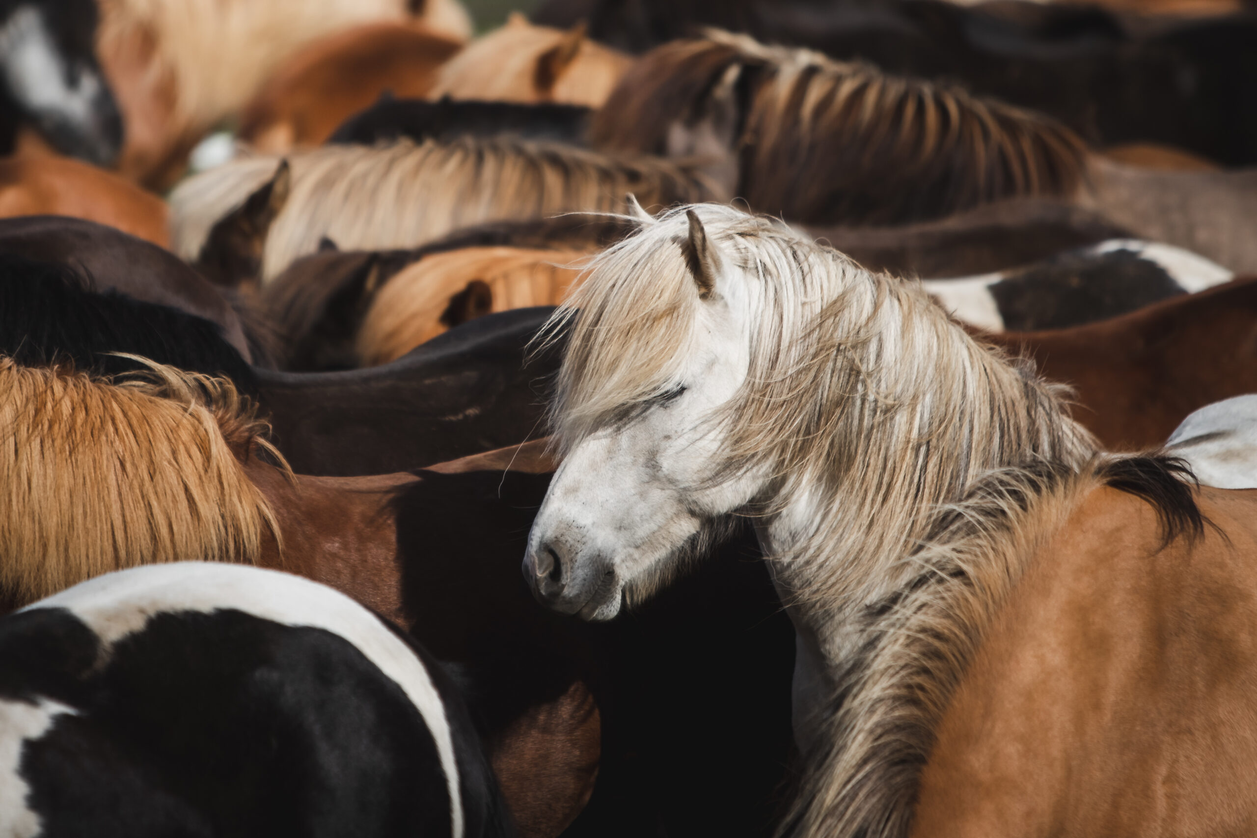 Unsere Tiere